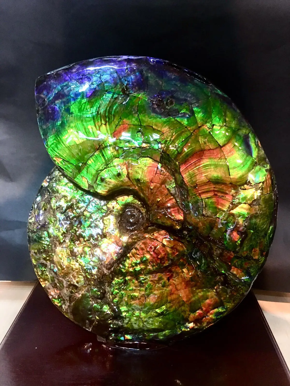 Canadian Fossil Ammonite — curated by Master Victor Li